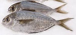 Βutterfish