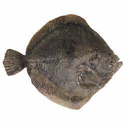 Turbot