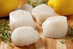 Scallops